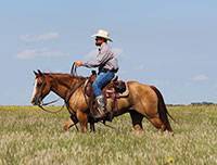 Оскар - мечта хилеров и самая маленькая лошадь ранчо, которой я когда-либо владел, но я не знал этого, пока не измерил его