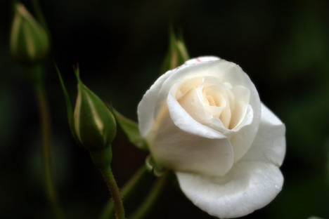 Кто играет с символом белой розы, может в итоге сильно повредить получателю