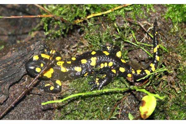 EN   Саламандра саламандра ( Salamandra salamandra ) - это европейская амфибия, имеющая характерную окраску, также встречающаяся в Польше, с ярко-желтыми, реже оранжевыми, коричневыми или белесыми пятнами по всему телу