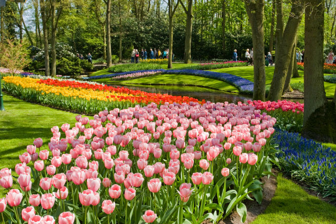Чтобы полюбоваться весенними цветами, идеальное (и более близкое) направление - это также земля тюльпанов,   Нидерланды   ,  Отправляйтесь на цветочный рынок - Bloemenmarkt или в музей тюльпанов
